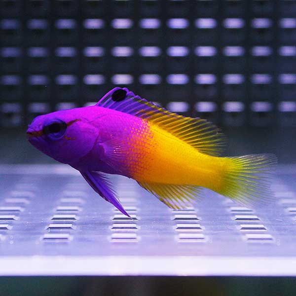 ロイヤルグラマ 3-5cm±! 海水魚 メギス 15時までのご注文で当日発送(t120