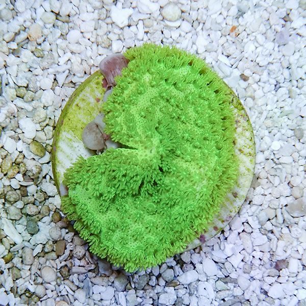 【サンゴ現物1】ウミキノコ メタリックグリーン 4-3cm!15時までのご注文...