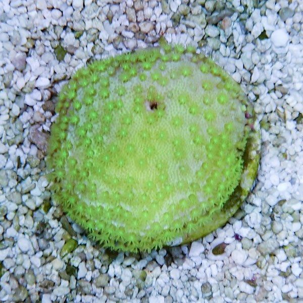 【サンゴ現物2】ウミキノコ メタリックグリーン 4-3cm!15時までのご注文...