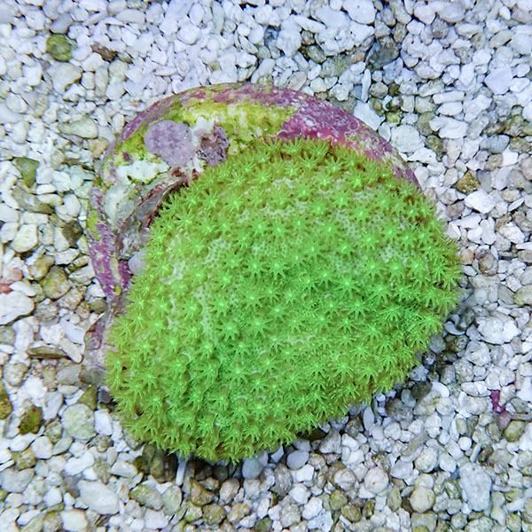 【サンゴ現物3】ウミキノコ メタリックグリーン 4-3cm!15時までのご注文...