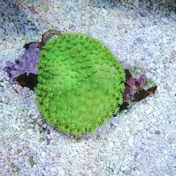 【サンゴ現物4】ウミキノコ メタリックグリーン 5-4cm!15時までのご注文...