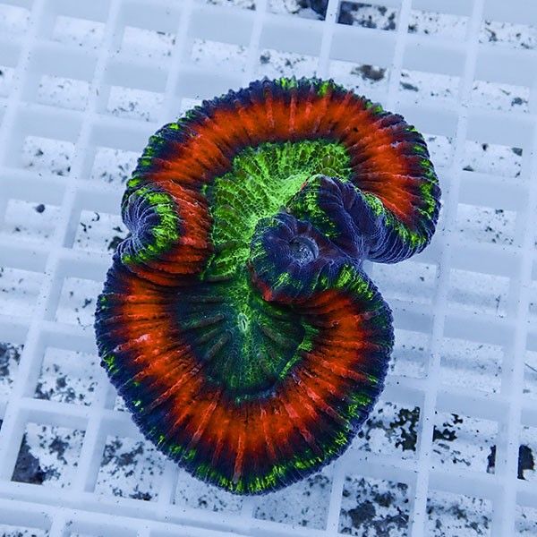 【サンゴ現物10】ブレインコーラル ! 15時までのご注文で当日発送　【サ...