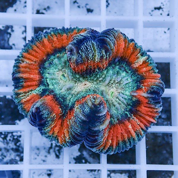 【サンゴ現物1】ブレインコーラル ! 15時までのご注文で当日発送 (t133