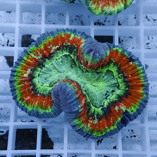 【サンゴ現物2】ブレインコーラル ! 15時までのご注文で当日発送 (t133