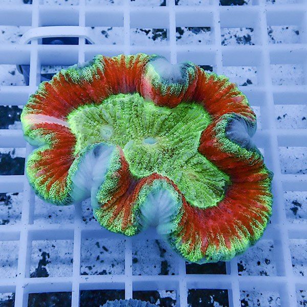 【サンゴ現物3】ブレインコーラル ! 15時までのご注文で当日発送 (t133
