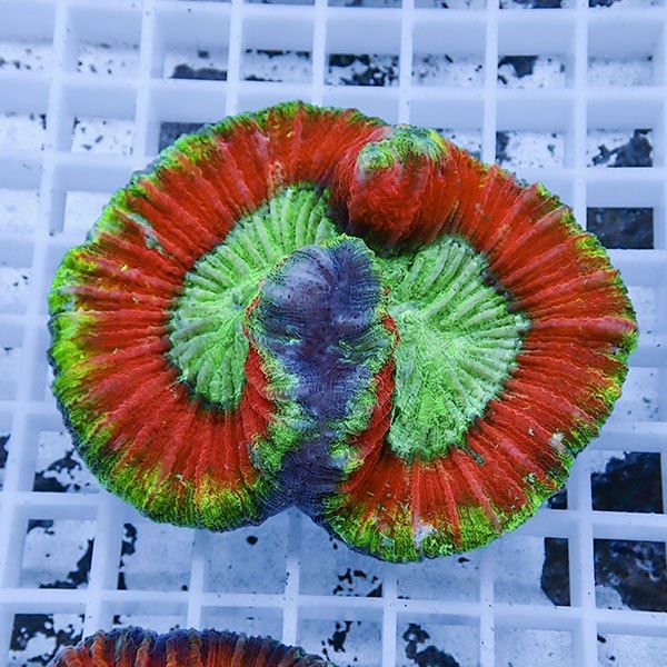 【サンゴ現物5】ブレインコーラル ! 15時までのご注文で当日発送 (t133