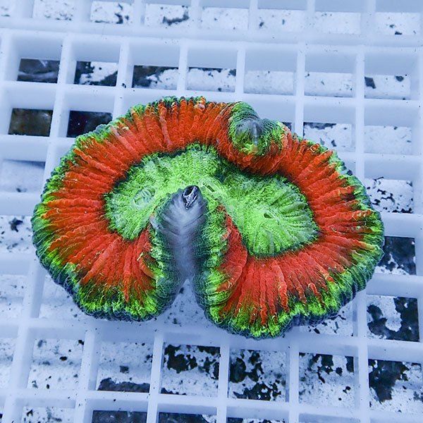 【サンゴ現物6】ブレインコーラル ! 15時までのご注文で当日発送 (t133