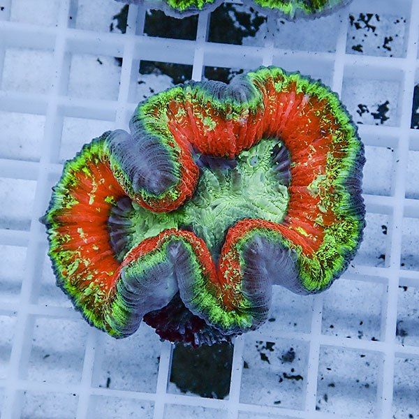 【サンゴ現物7】ブレインコーラル ! 15時までのご注文で当日発送 (t133