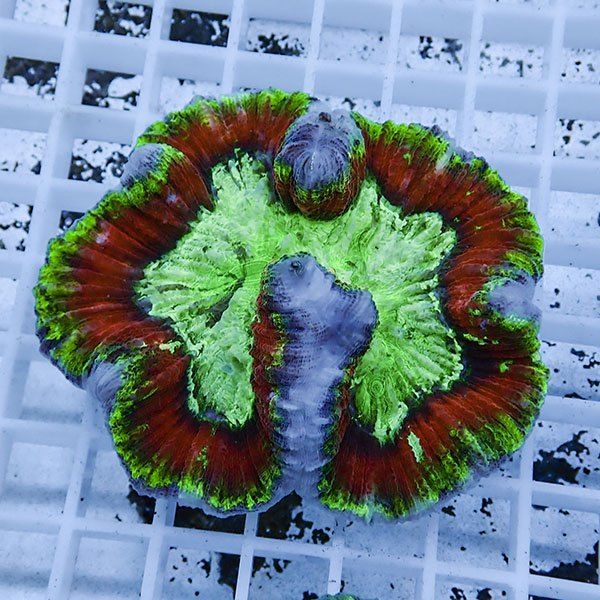 【サンゴ現物8】ブレインコーラル ! 15時までのご注文で当日発送 (t133