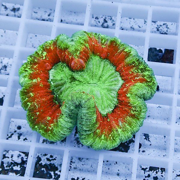 【サンゴ現物9】ブレインコーラル ! 15時までのご注文で当日発送 (t133