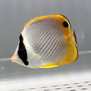 クラカケチョウウオ 5-7cm±! 海水魚 チョウチョウウオ 餌付け15時までの...