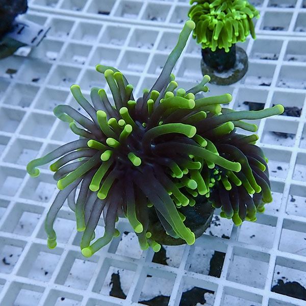 【サンゴ現物19】フラワーコーラルフラグ ! 15時までのご注文で当日発送...