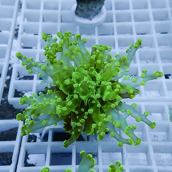 【サンゴ現物14】タコアシサンゴ フラグ!15時までのご注文で当日発送 【...