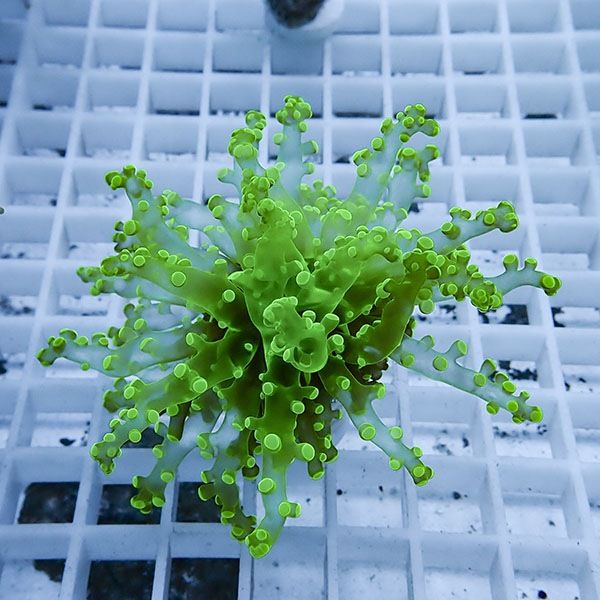 【サンゴ現物1】タコアシサンゴ フラグ!15時までのご注文で当日発送 【...