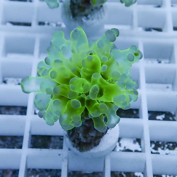 【サンゴ現物2】タコアシサンゴ フラグ !15時までのご注文で当日発送 【...