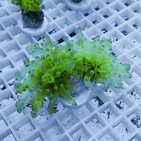 【サンゴ現物19】タコアシサンゴ フラグ!15時までのご注文で当日発送 【...