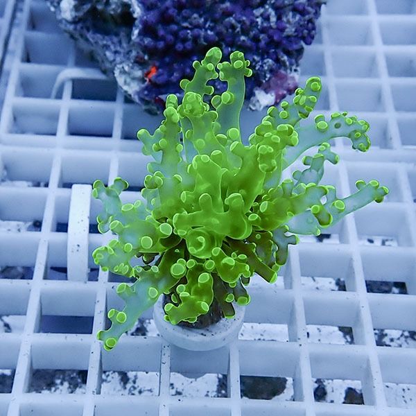 【サンゴ現物17】タコアシサンゴ フラグ!15時までのご注文で当日発送 【...