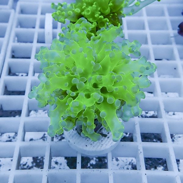 【サンゴ現物16】タコアシサンゴ フラグ!15時までのご注文で当日発送 【...