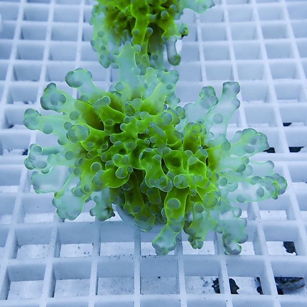 【サンゴ現物18】タコアシサンゴ フラグ!15時までのご注文で当日発送 【...