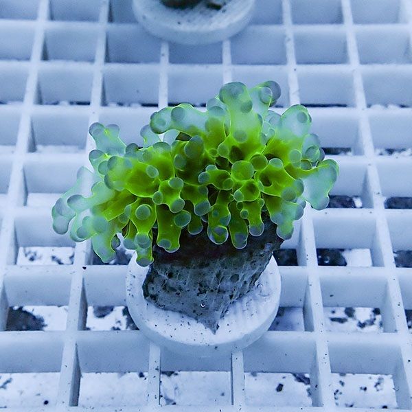 【サンゴ現物15】タコアシサンゴ フラグ!15時までのご注文で当日発送 【...