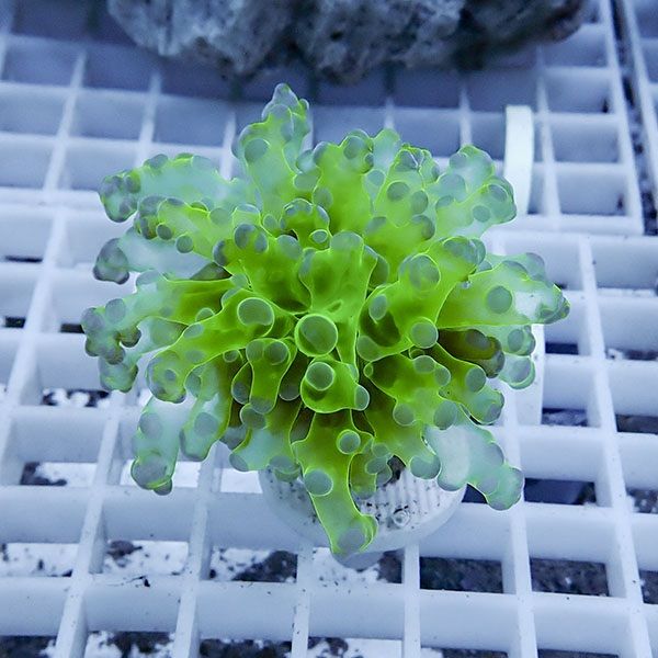 【サンゴ現物11】タコアシサンゴ フラグ!15時までのご注文で当日発送 【...