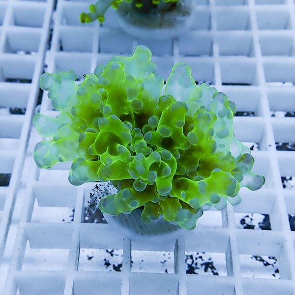 【サンゴ現物12】タコアシサンゴ フラグ!15時までのご注文で当日発送 【...