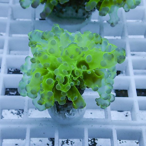 【サンゴ現物3】タコアシサンゴ フラグ!15時までのご注文で当日発送 【...