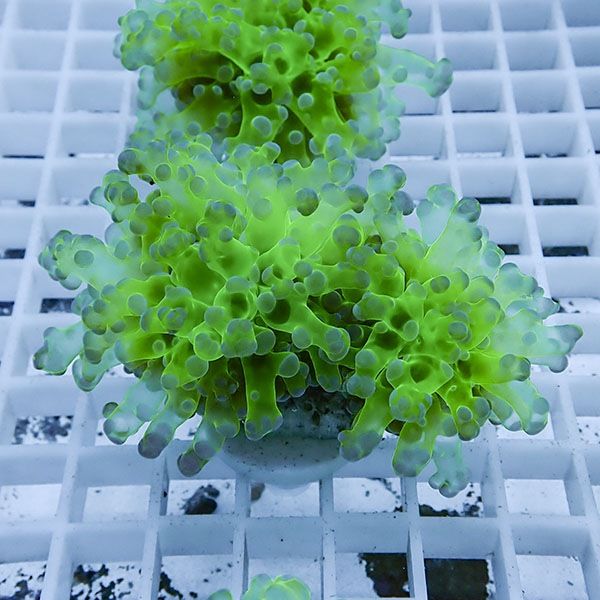 【サンゴ現物4】タコアシサンゴ フラグ!15時までのご注文で当日発送 【...