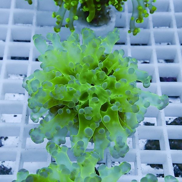 【サンゴ現物5】タコアシサンゴ フラグ!15時までのご注文で当日発送 【...