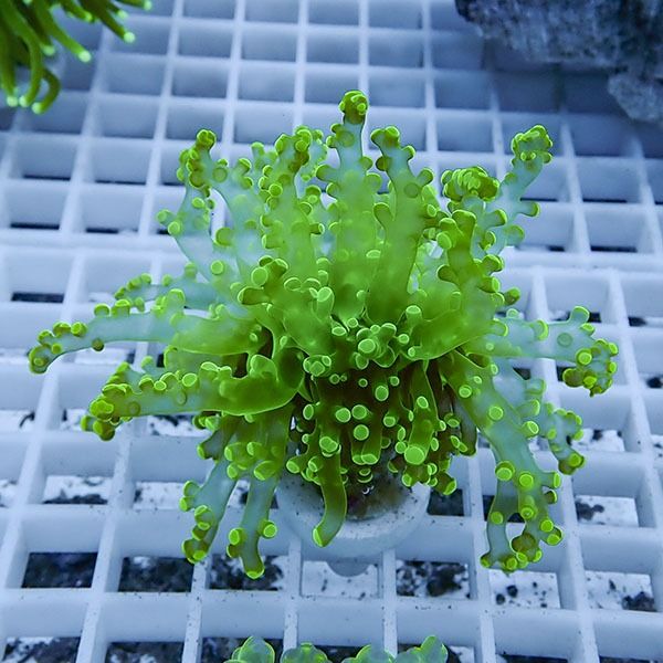 【サンゴ現物6】タコアシサンゴ フラグ!15時までのご注文で当日発送 【...