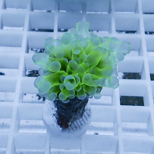 【サンゴ現物7】タコアシサンゴ フラグ!15時までのご注文で当日発送 【...