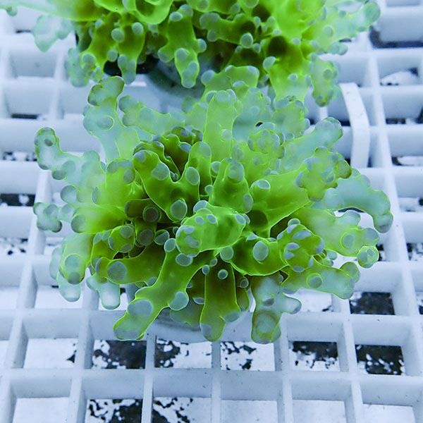 【サンゴ現物8】タコアシサンゴ フラグ!15時までのご注文で当日発送 【...