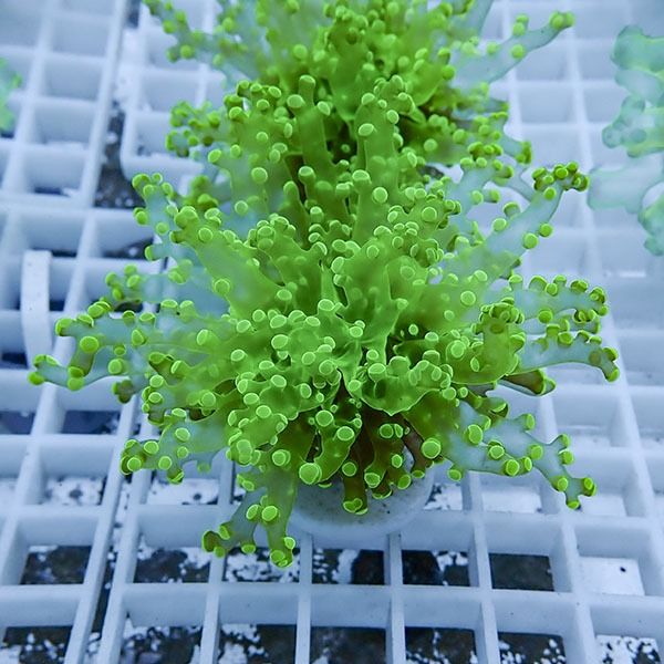 【サンゴ現物13】タコアシサンゴ フラグ!15時までのご注文で当日発送 【...