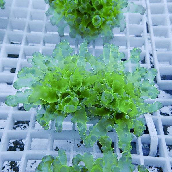 【サンゴ現物9】タコアシサンゴ フラグ!15時までのご注文で当日発送 【...