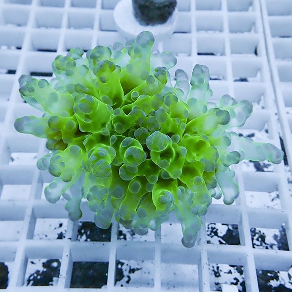 【サンゴ現物10】タコアシサンゴ フラグ!15時までのご注文で当日発送 【...