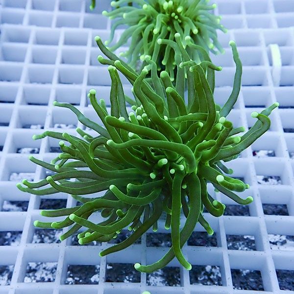 【サンゴ現物2】フラワーコーラルフラグ! 15時までのご注文で当日発送【...