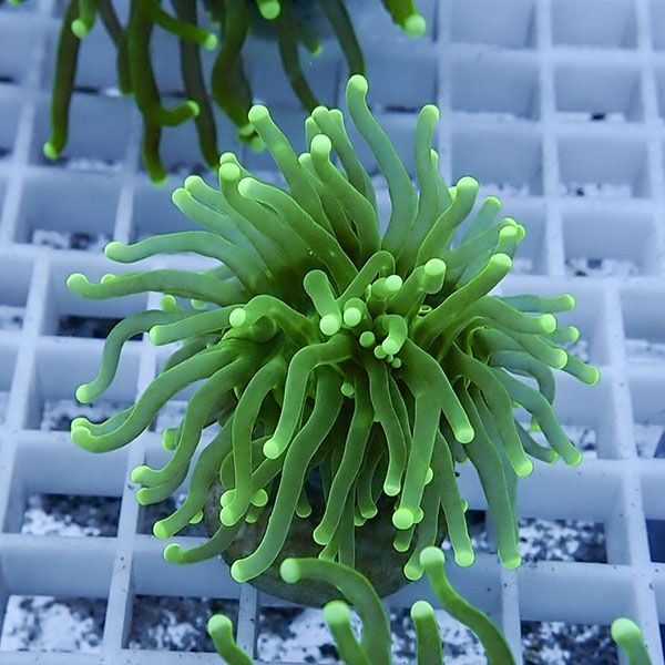 【サンゴ現物3】フラワーコーラルフラグ ! 15時までのご注文で当日発送...