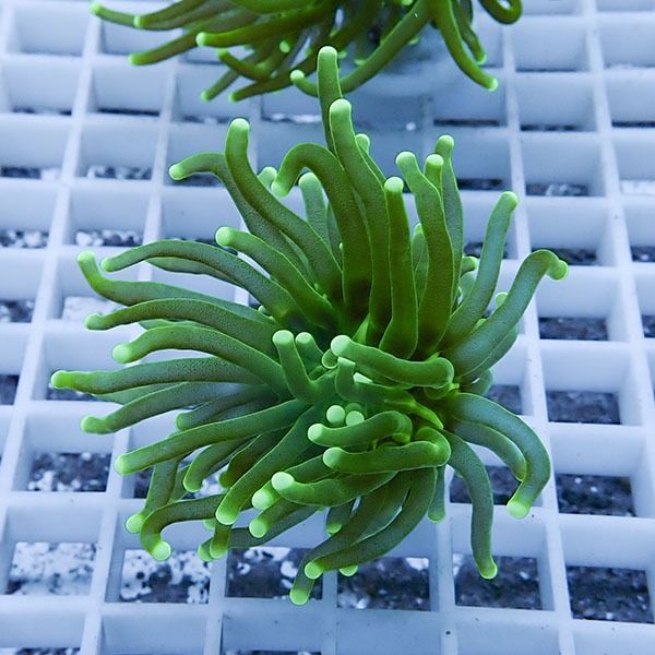 【サンゴ現物1】フラワーコーラルフラグ! 15時までのご注文で当日発送【...