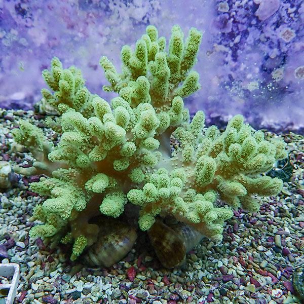 【サンゴ現物1】トサカ.sp 16-13cm 沖縄産!15時までのご注文で当日発送 ...