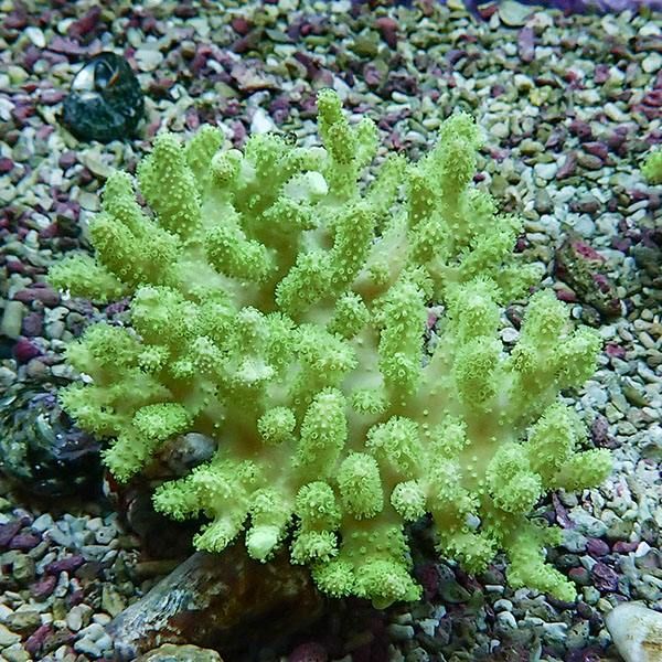 【サンゴ現物2】トサカ.sp 8-8cm 沖縄産!15時までのご注文で当日発送 【...