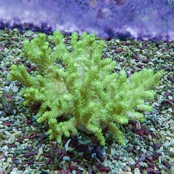 【サンゴ現物3】トサカ.sp 9-8cm 沖縄産!15時までのご注文で当日発送 【...