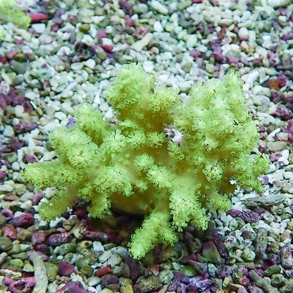 【サンゴ現物4】トサカ.sp 7-6cm 沖縄産!15時までのご注文で当日発送 【...