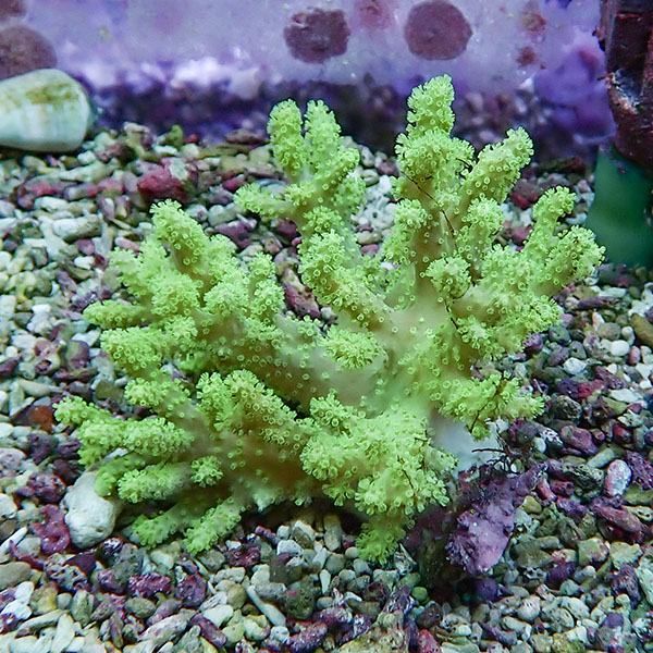 【サンゴ現物5】トサカ.sp 8-6cm沖縄産!15時までのご注文で当日発送 【...