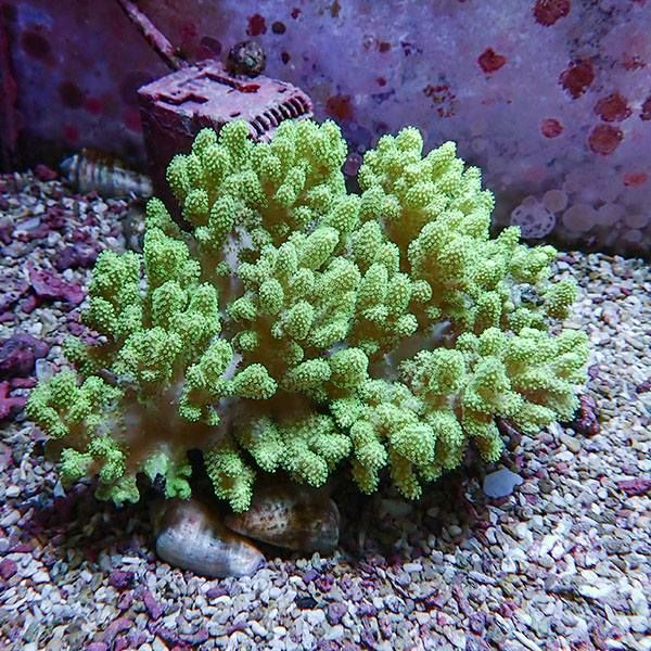 【サンゴ現物6】トサカ.sp 15-14cm沖縄産!15時までのご注文で当日発送 ...