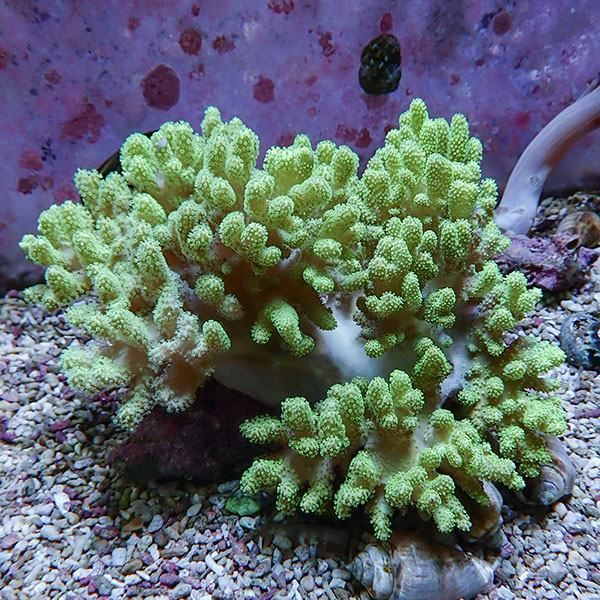 【サンゴ現物7】トサカ.sp 16-16cm沖縄産!15時までのご注文で当日発送 ...