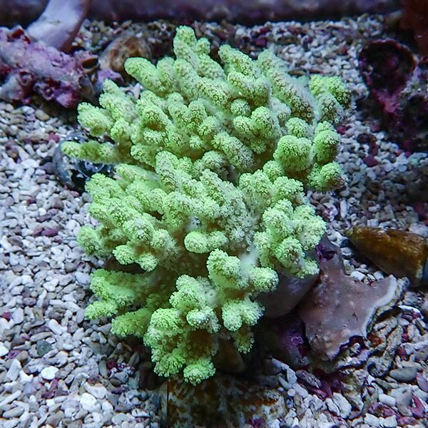 【サンゴ現物8】トサカ.sp 12-11cm沖縄産!15時までのご注文で当日発送 ...