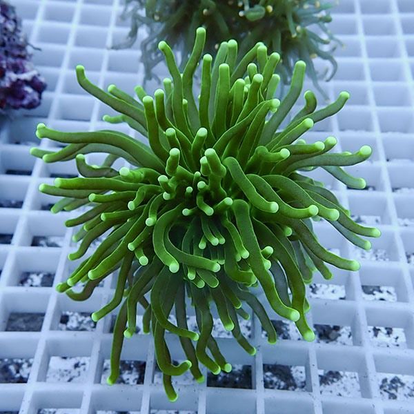 【サンゴ現物4】フラワーコーラルフラグ! 15時までのご注文で当日発送【...