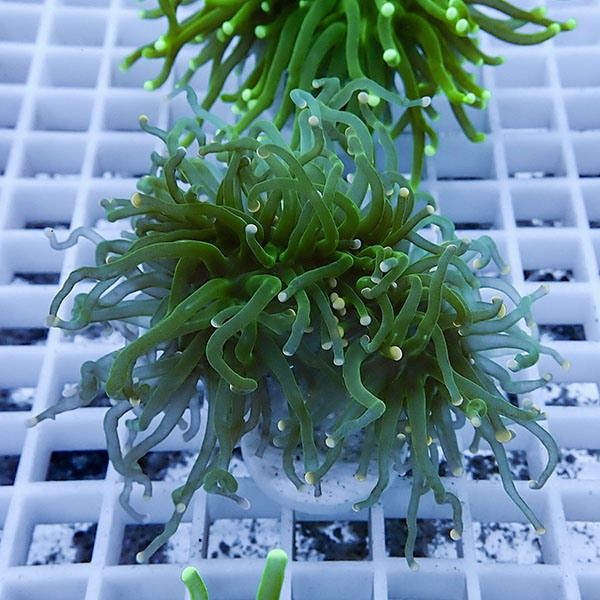 【サンゴ現物5】フラワーコーラルフラグ! 15時までのご注文で当日発送【...