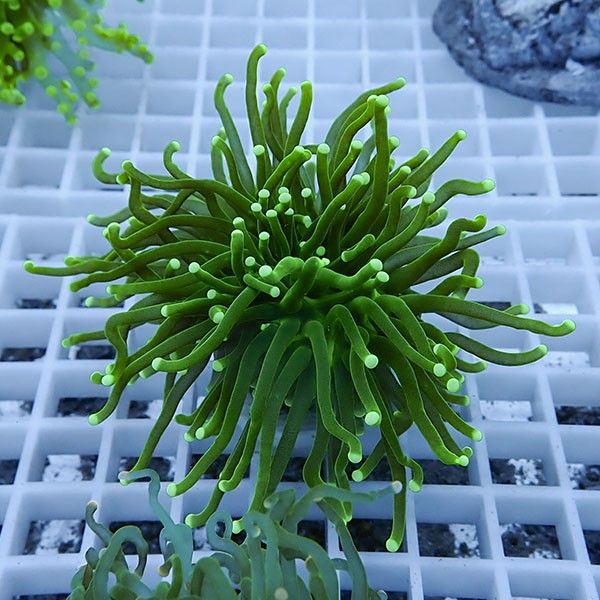 【サンゴ現物6】フラワーコーラルフラグ ! 15時までのご注文で当日発送...