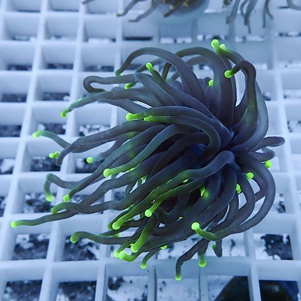 【サンゴ現物7】フラワーコーラルフラグ ! 15時までのご注文で当日発送...